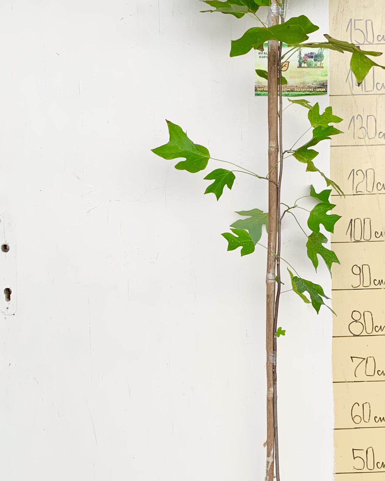 Liliodendron, fotografija iz rasadnika