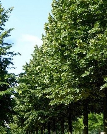 Lipa (Липа) — sadnica iz rasadnika Floriven