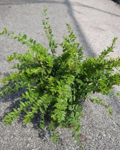 Lonicera (Лоницера) — sadnica iz rasadnika Floriven