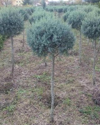 Loptasti arizonski čempres – 1,3 m (Лоптасти аризонски чемпрес – 1,3 м) — sadnica iz rasadnika Floriven