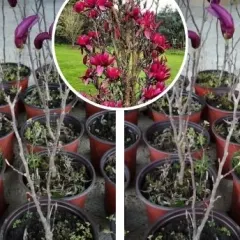 Magnolija, fotografija iz rasadnika
