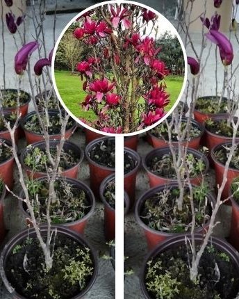 Magnolija, fotografija iz rasadnika