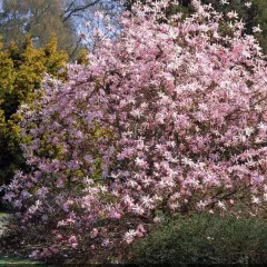 Magnolija, fotografija iz rasadnika