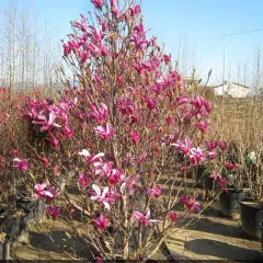 Magnolija, fotografija iz rasadnika
