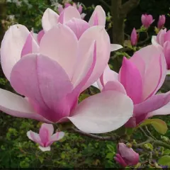 Magnolija, fotografija iz rasadnika