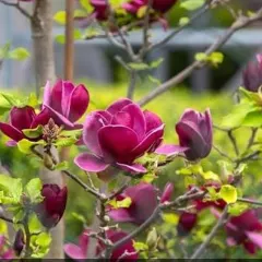 Magnolija, fotografija iz rasadnika