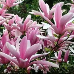 Magnolija, fotografija iz rasadnika