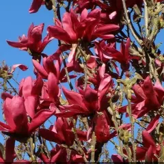 Magnolija, fotografija iz rasadnika