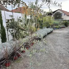 Maslina obična – 2 m — sadnica iz rasadnika Floriven