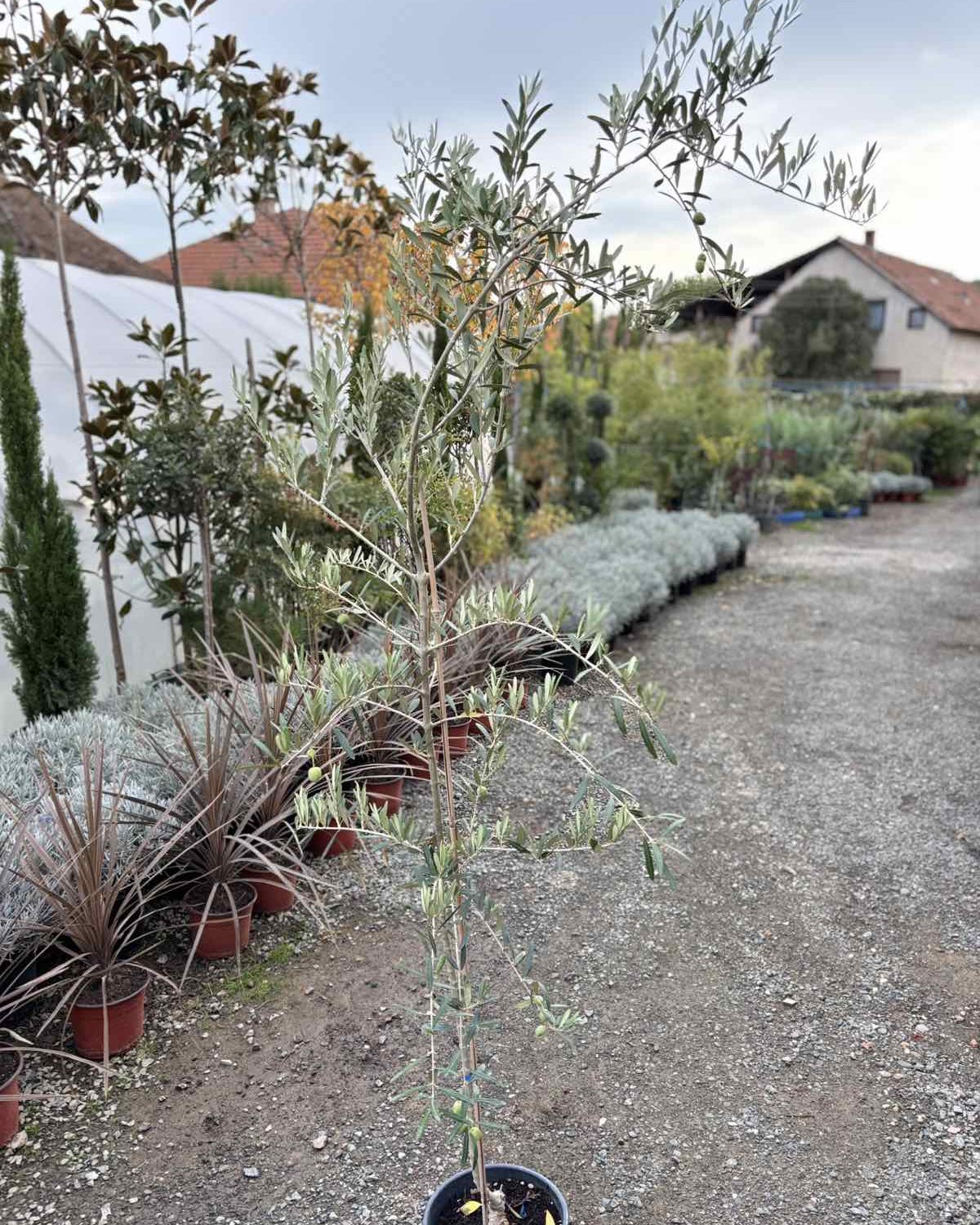 Maslina obična – 2 m — sadnica iz rasadnika Floriven