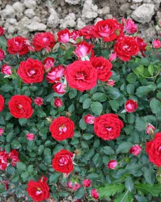 Mini ruža Maydi (Мини ружа Мајди) — sadnica iz rasadnika Floriven