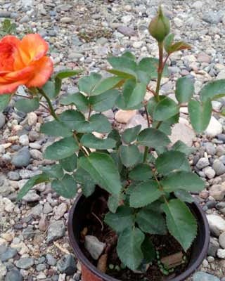 Mini ruža Oranž Juvel (Мини ружа Оранж Јувел) — sadnica iz rasadnika Floriven