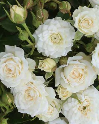 Mini ruža White Gem (Мини ружа Вајт Џем) — sadnica iz rasadnika Floriven