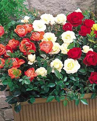 Mini ruže u saksiji (Мини руже у саксији) — sadnica iz rasadnika Floriven