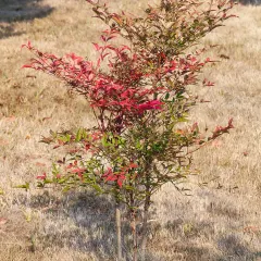Nandina, fotografija iz rasadnika