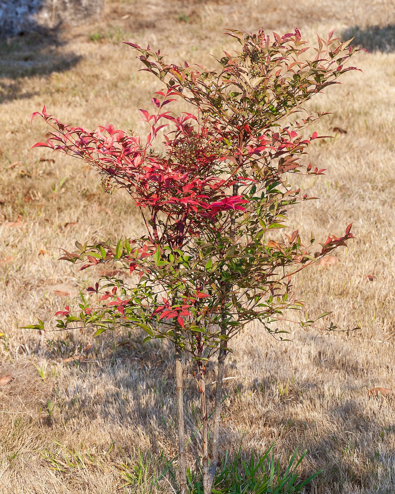Nandina, fotografija iz rasadnika