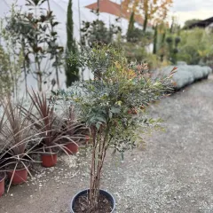 Nandina — sadnica iz rasadnika Floriven
