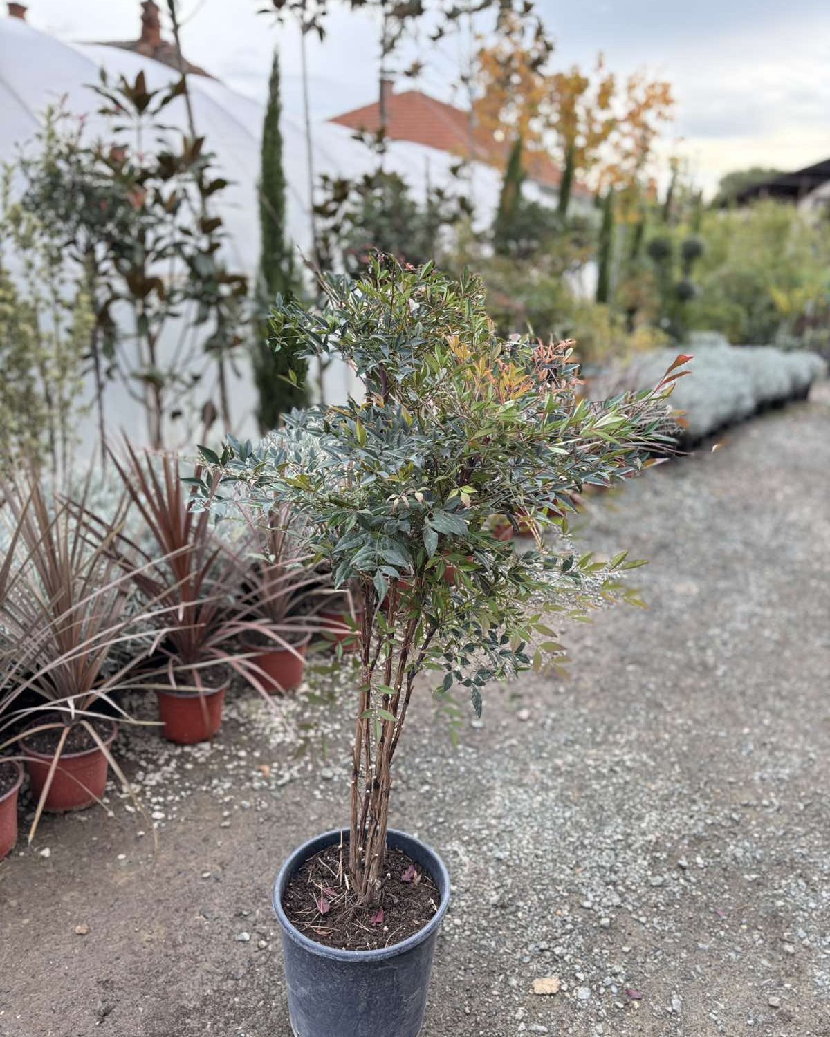 Nandina — sadnica iz rasadnika Floriven