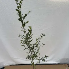 Nar — sadnica iz rasadnika Floriven