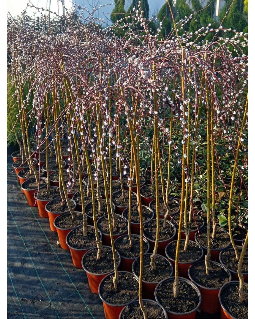 Padajuća vrba (Падајућа врба) — sadnica iz rasadnika Floriven