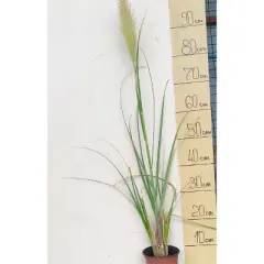 Pampas (Пампас) — sadnica iz rasadnika Floriven