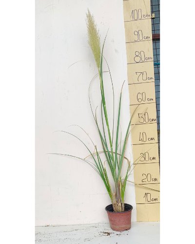 Pampas (Пампас) — sadnica iz rasadnika Floriven