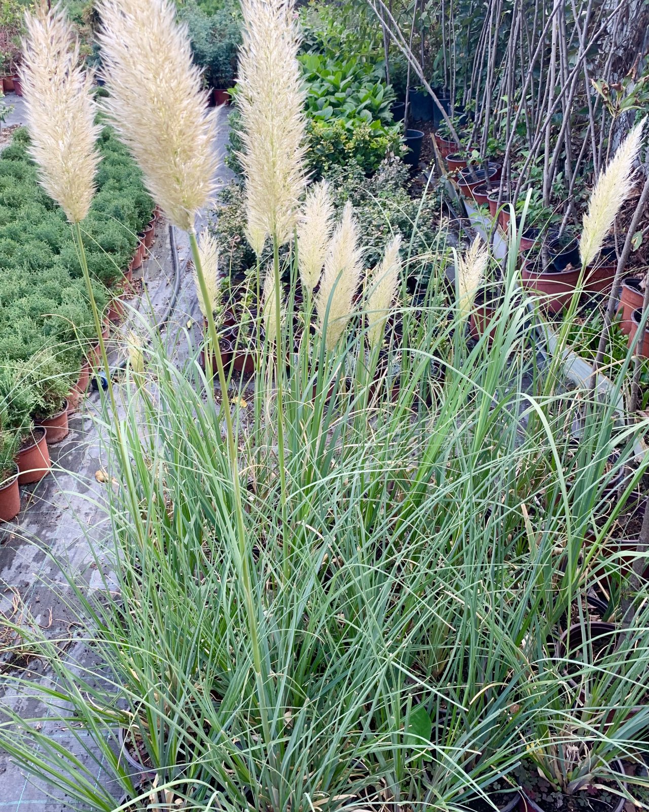 Pampas, fotografija iz rasadnika