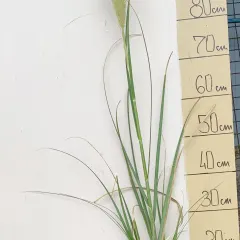 Pampas, fotografija iz rasadnika