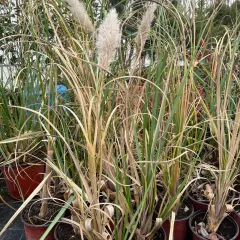 Pampas, fotografija iz rasadnika