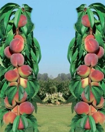 Patuljasta breskva (Патуљаста бресква) — sadnica iz rasadnika Floriven