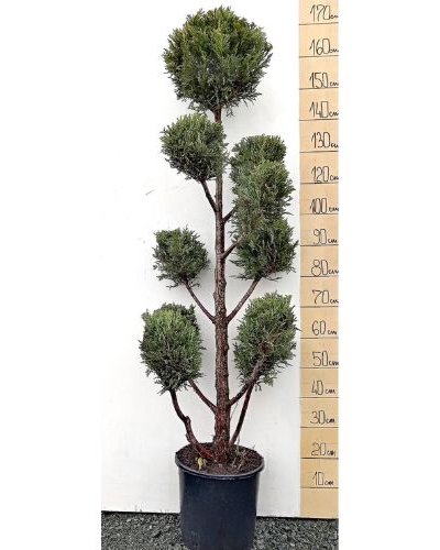 Lejland „Pon Pon“ (Лејланд „Пон Пон“) — sadnica iz rasadnika Floriven