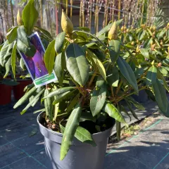 Rododendroni (Рододендрони) — sadnica iz rasadnika Floriven