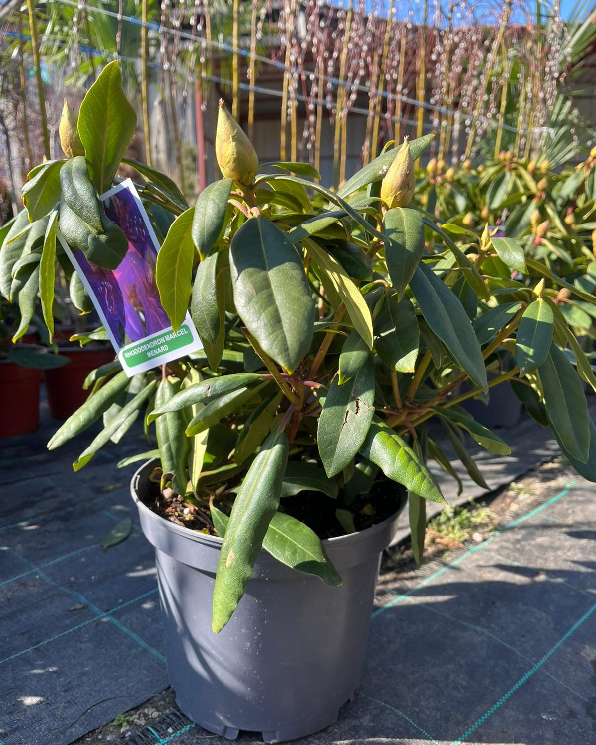 Rododendroni (Рододендрони) — sadnica iz rasadnika Floriven