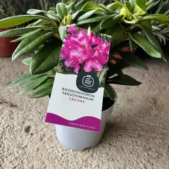 Rododendroni, fotografija iz rasadnika