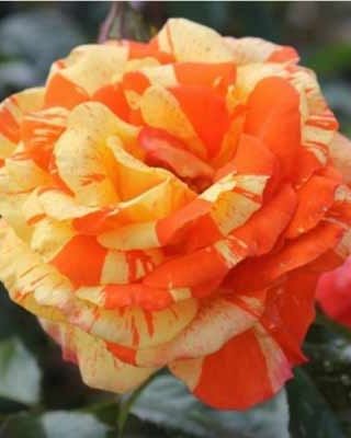 Ruža čajevka Marvej (Ружа чајевка Марвеј) — sadnica iz rasadnika Floriven