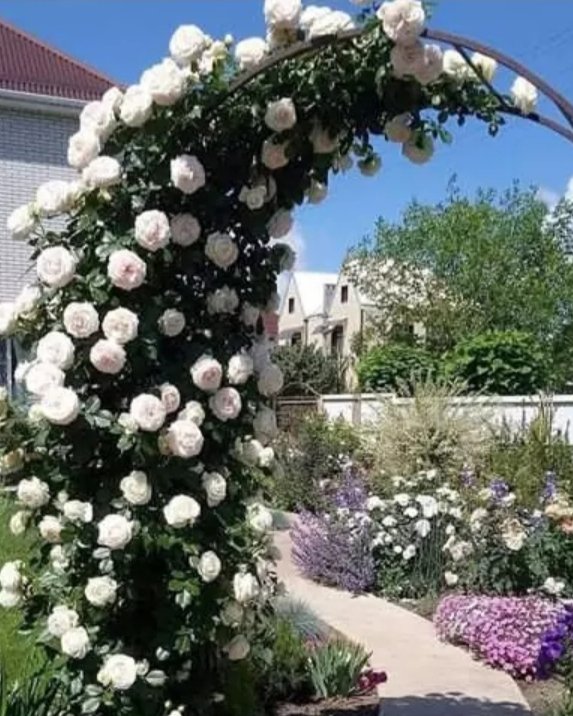 Ruža puzavica Svaneza (Ружа пузавица Сванеза) — sadnica iz rasadnika Floriven
