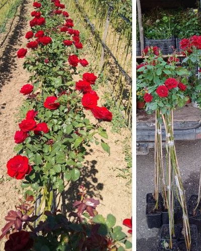 Ruža stablašica Lavaglut (Ружа стаблашица Лаваглут) — sadnica iz rasadnika Floriven