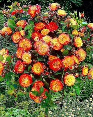 Ruža stablašica Samba (Ружа стаблашица Самба) — sadnica iz rasadnika Floriven