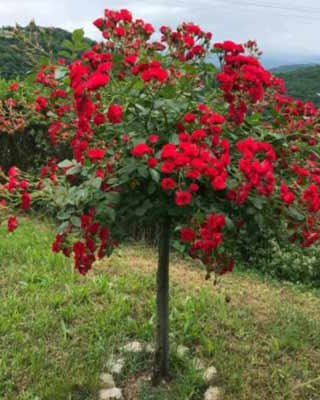 Ruža stablašica Skarlet (Ружа стаблашица Скарлет) — sadnica iz rasadnika Floriven