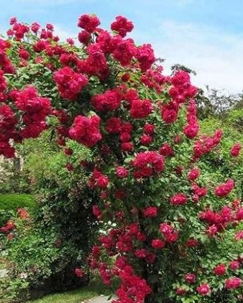 Ruže puzavice (Руже пузавице) — sadnica iz rasadnika Floriven
