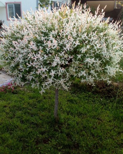 Salix integra (Саликс интегра) — sadnica iz rasadnika Floriven