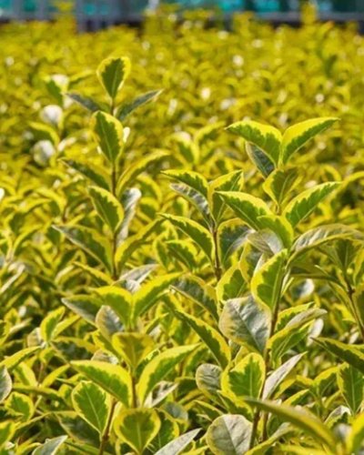 Šareni ligustrum (Шарени лигуструм) — sadnica iz rasadnika Floriven