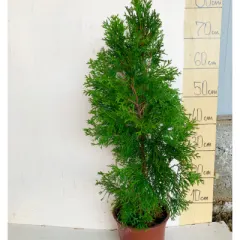 Tuja Smaragd (Туја Смарагд) — sadnica iz rasadnika Floriven