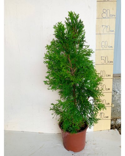 Tuja Smaragd — paket 10 kom (Туја Смарагд — пакет 10 ком) — sadnica iz rasadnika Floriven