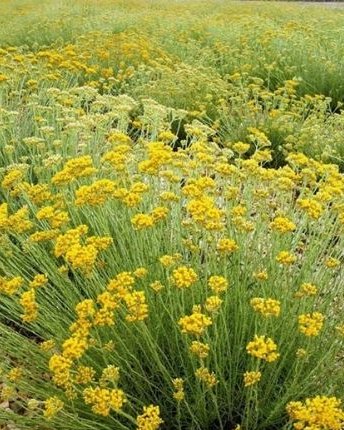 Smilje (Смиље) — sadnica iz rasadnika Floriven