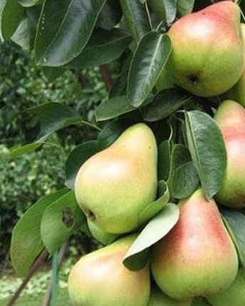 Stubasta kruška (Стубаста крушка) — sadnica iz rasadnika Floriven