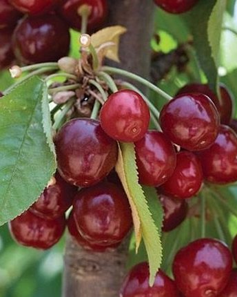 Stubasta trešnja (Стубаста трешња) — sadnica iz rasadnika Floriven