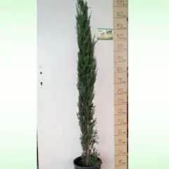 Tuja Totem, fotografija iz rasadnika
