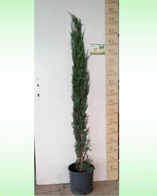 Tuja Totem, fotografija iz rasadnika