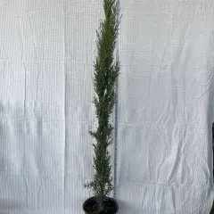 Tuja Totem, fotografija iz rasadnika